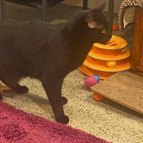 Oreo And Muffin thumbnail 2