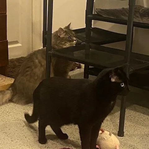 Oreo And Muffin thumbnail 4