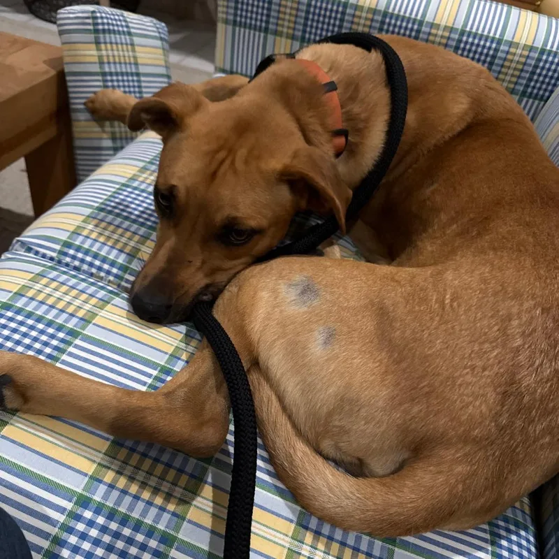 Scooby