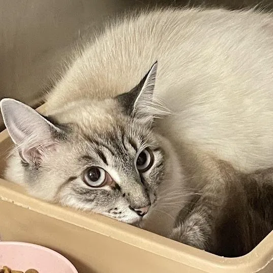 A young medium-sized female Cream / Ivory Domestic Short Hair cat named Matcha for adoption in Port Charlotte, FL