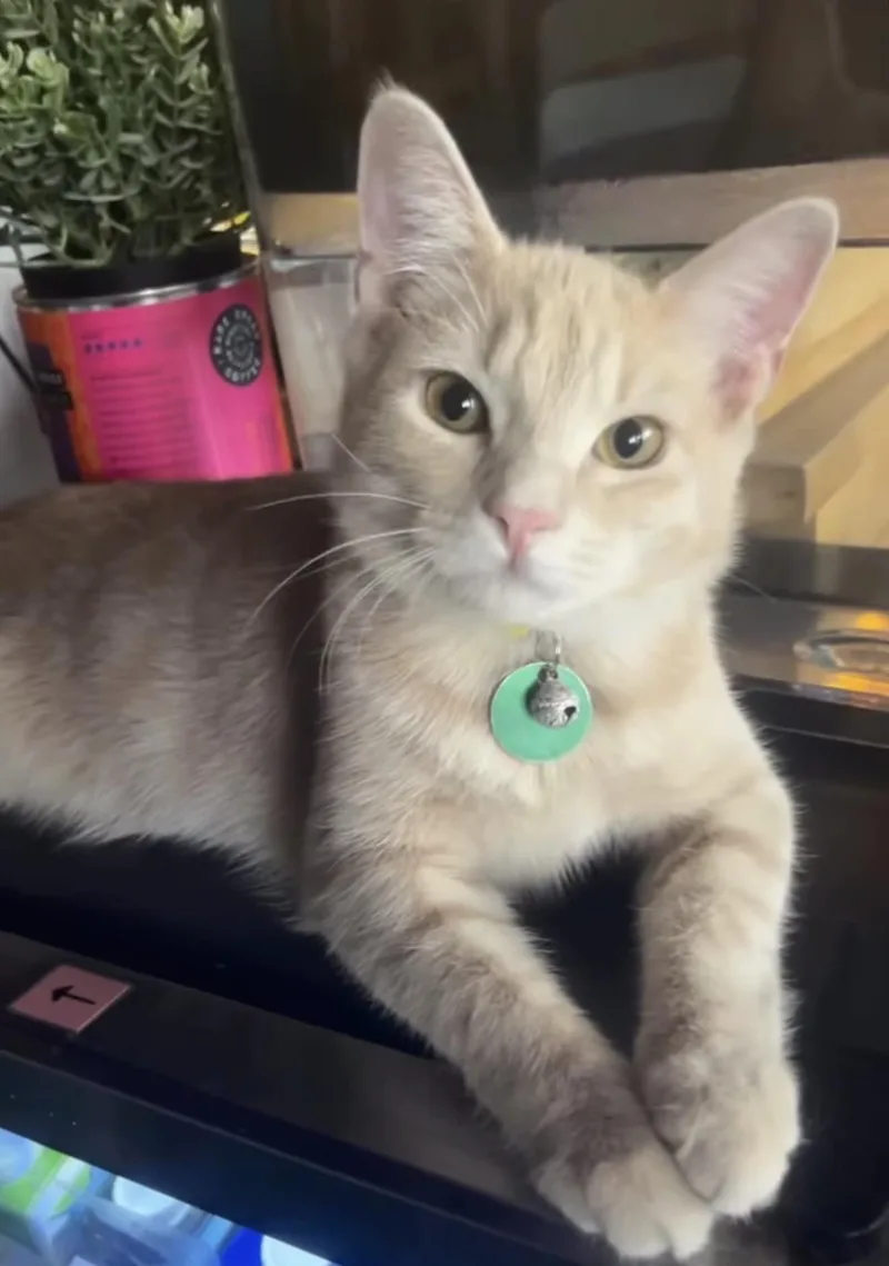 A baby medium-sized male Orange / Red Domestic Short Hair cat named Chuckie for adoption in Commerce City, CO