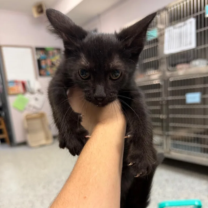 A baby small-sized female Brown / Chocolate Domestic Short Hair cat named Gremlin for adoption in Port Charlotte, FL