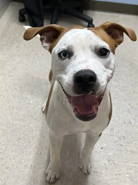 A young medium-sized male American Bulldog dog named Copper for adoption in Killeen, TX