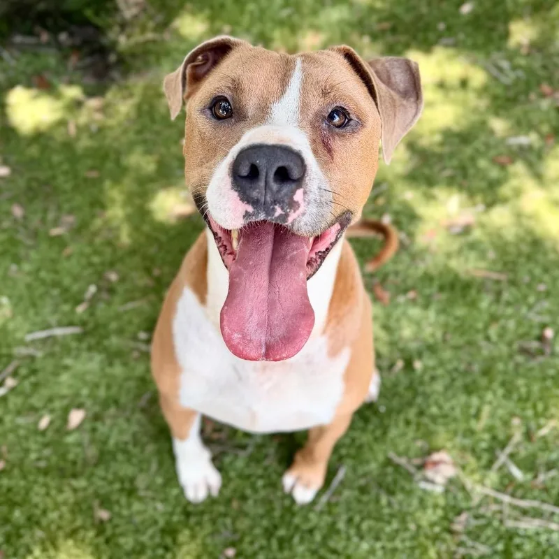 An adult large-sized male Yellow / Tan / Blond / Fawn Mixed Breed dog named Rusty for adoption in Milton, FL