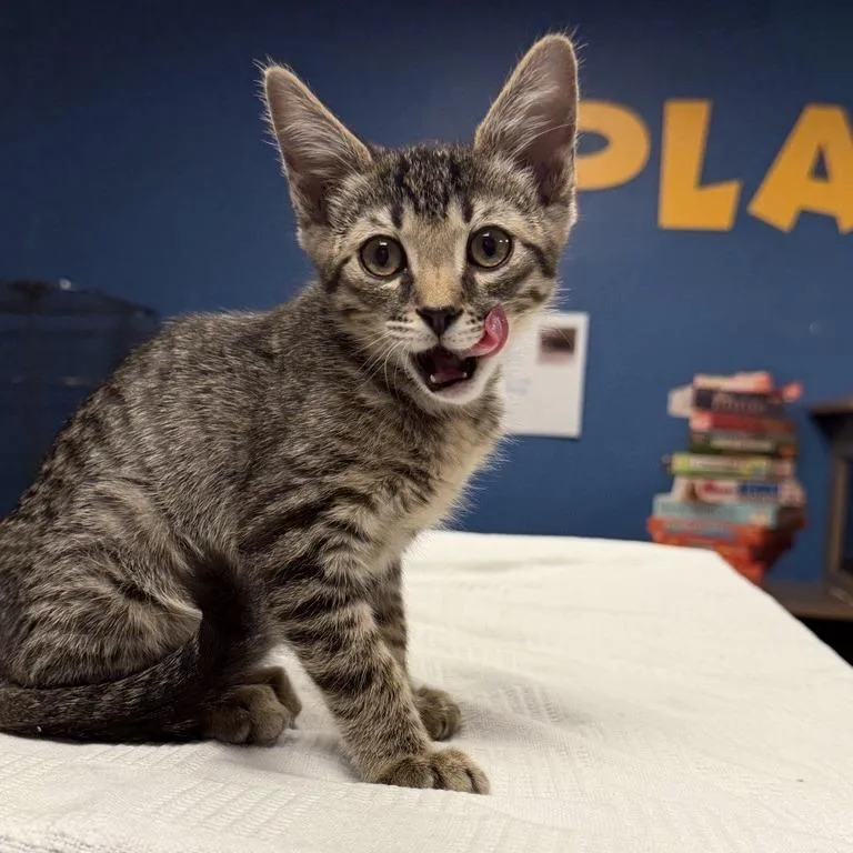 A baby small-sized male Brown / Chocolate Domestic Short Hair cat named Emmett for adoption in Tempe, AZ