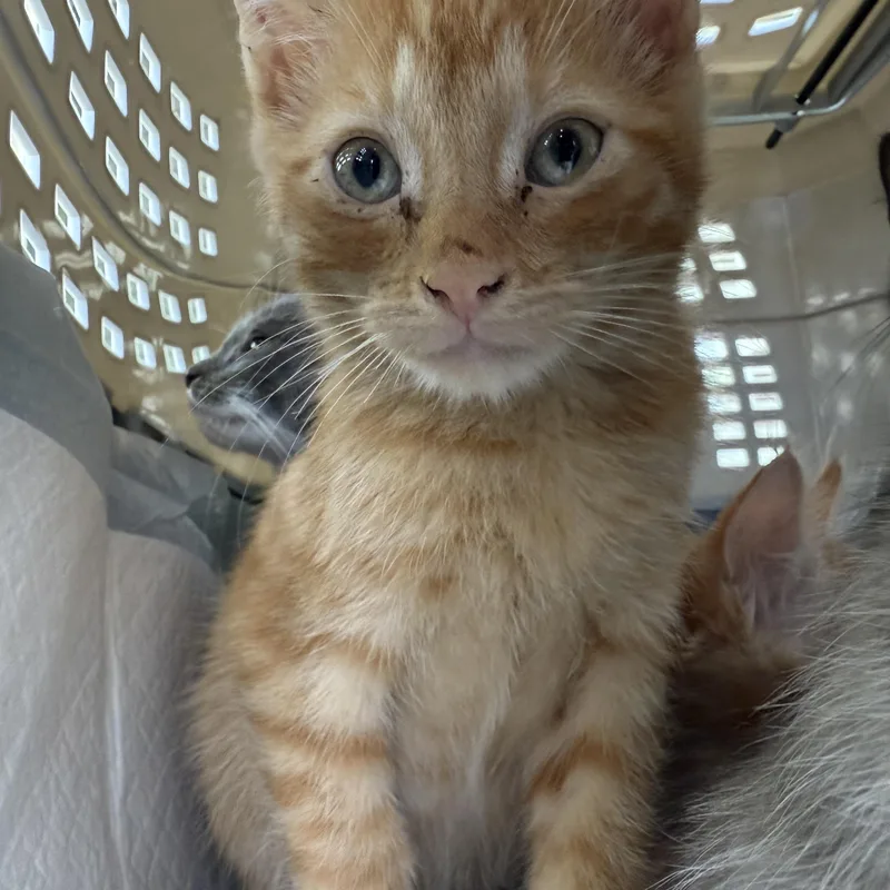 A baby medium-sized male Orange / Red Domestic Short Hair cat named Zeus for adoption in Oceanside, CA