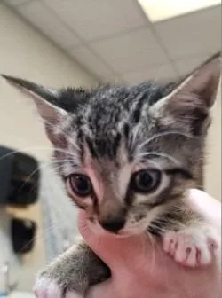 A baby small-sized male Domestic Short Hair cat named Parsnip for adoption in Rome, GA