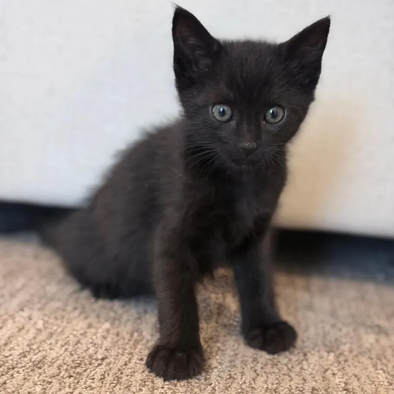 A baby small-sized female Black Domestic Short Hair cat named Morrissey for adoption in Nampa, ID
