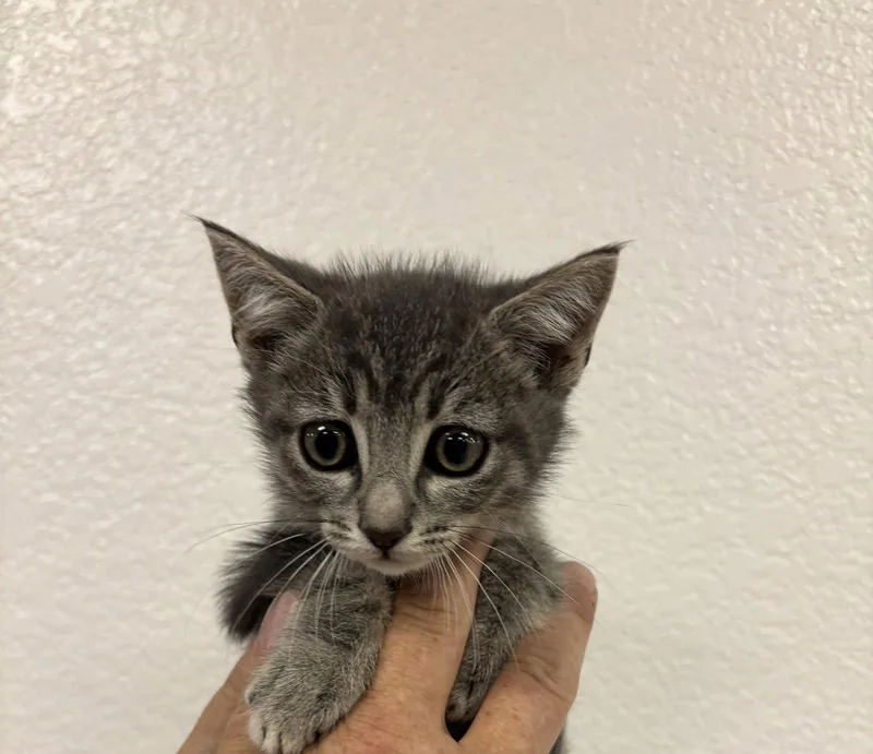 A baby medium-sized male Tabby cat named Gonzo for adoption in Vallejo, CA