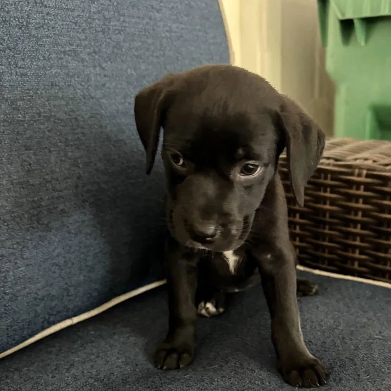 A baby medium-sized female Black Australian Shepherd dog named Harlow for adoption in Texarkana, TX