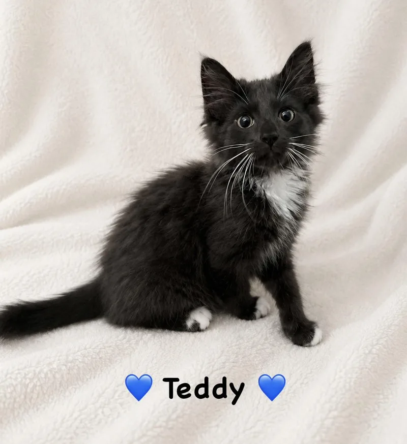 Teddy thumbnail 2