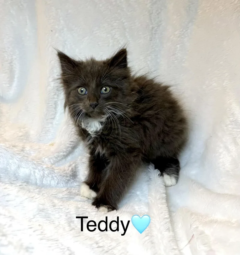Teddy thumbnail 3