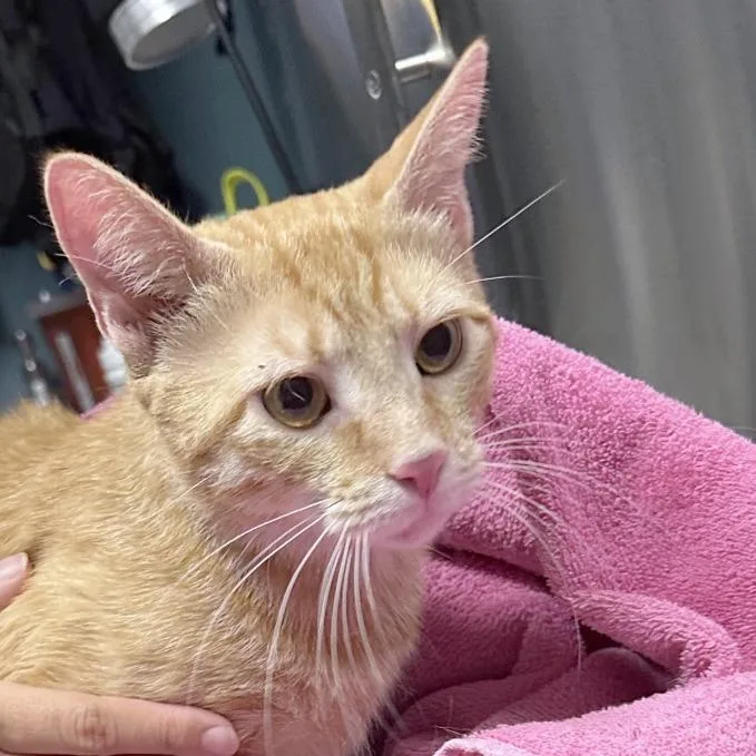 An adult medium-sized female Orange / Red Domestic Short Hair cat named Princess Sophia for adoption in Providence, RI