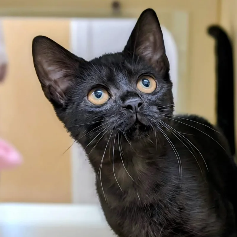 A baby small-sized female Black Domestic Short Hair cat named Moxie for adoption in Thomaston, ME