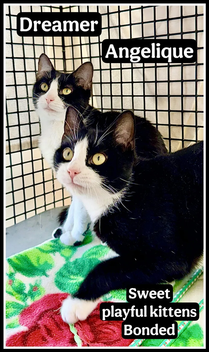 A young medium-sized female Black & White / Tuxedo Domestic Short Hair cat named Angelique   Wg for adoption in Greenville, DE