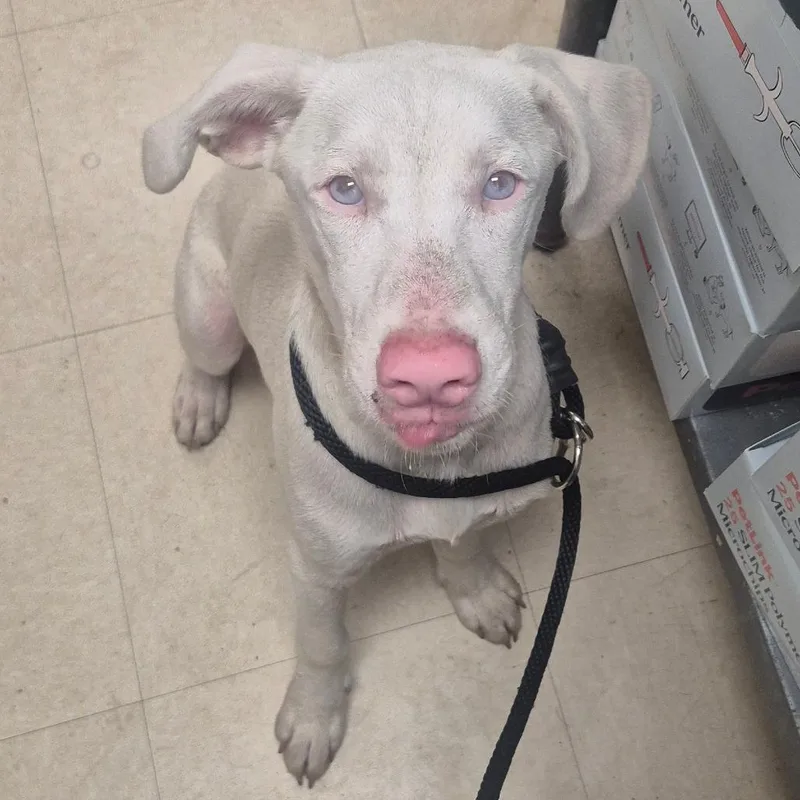 A young medium-sized male White / Cream Mixed Breed dog named Qilu for adoption in Lake Panasoffkee, FL