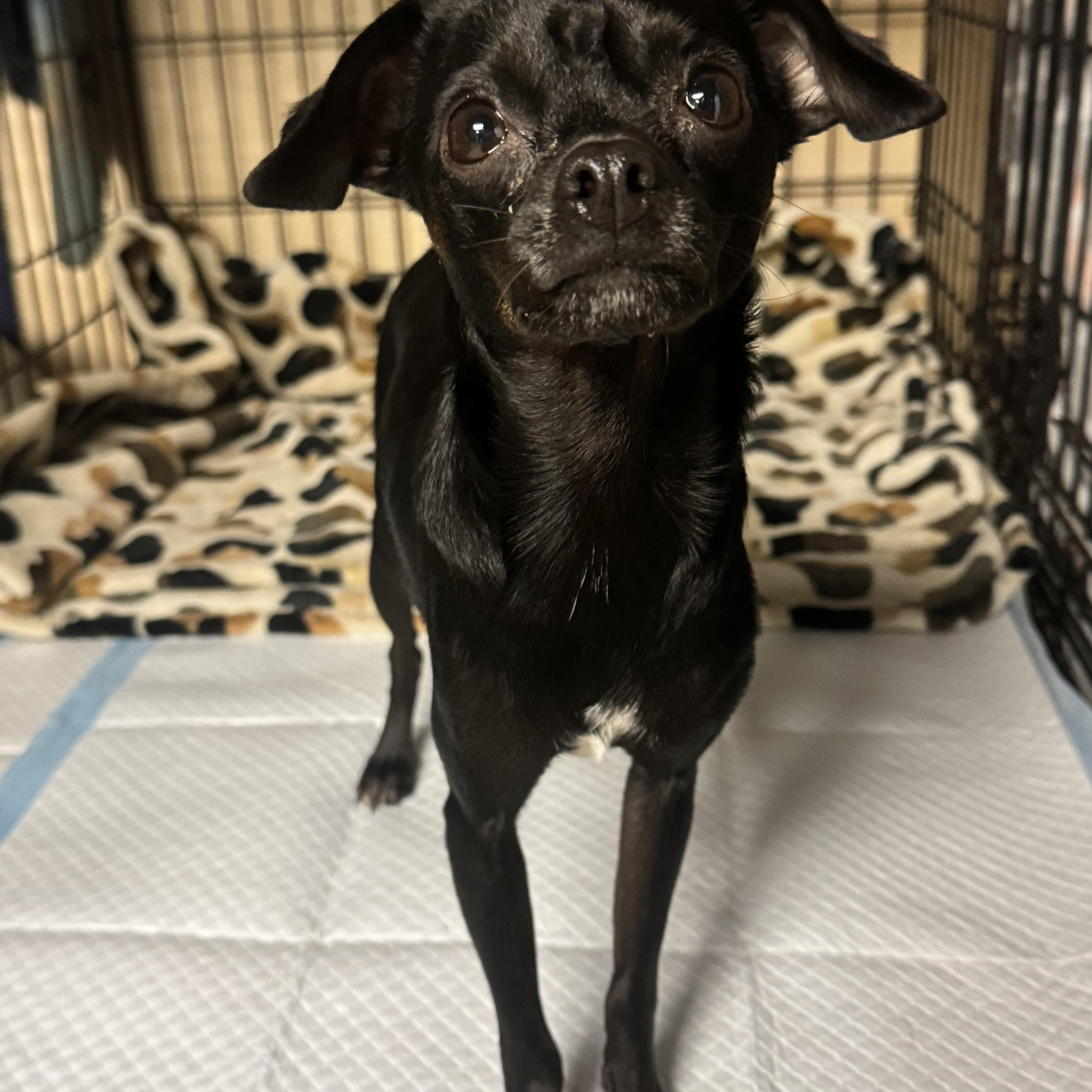 A young small-sized female Black Chihuahua dog named Tootie for adoption in Fredericksburg, VA
