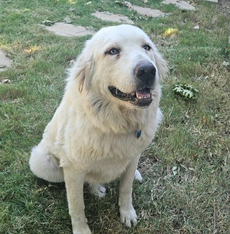 An adult extra large-sized female Great Pyrenees dog named Lilly for adoption in Garland, TX