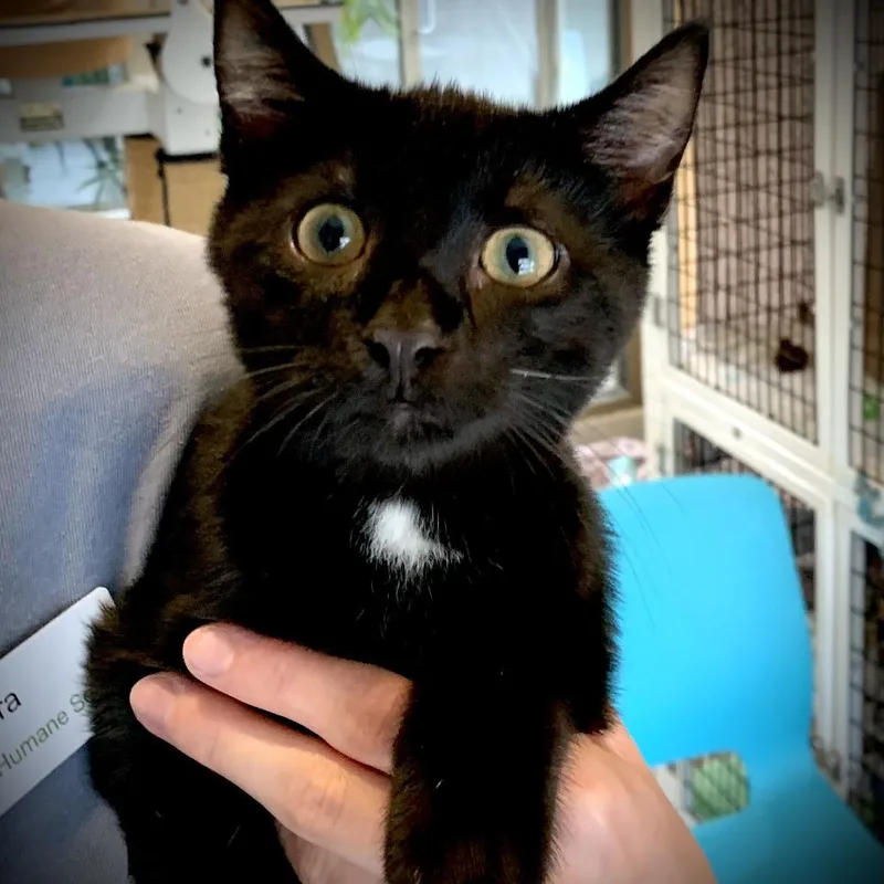 A baby medium-sized male Black Domestic Short Hair cat named Fulcrum for adoption in Chicago, IL