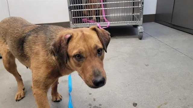 A young medium-sized female Carolina Dog dog named Cielo for adoption in Tucson, AZ