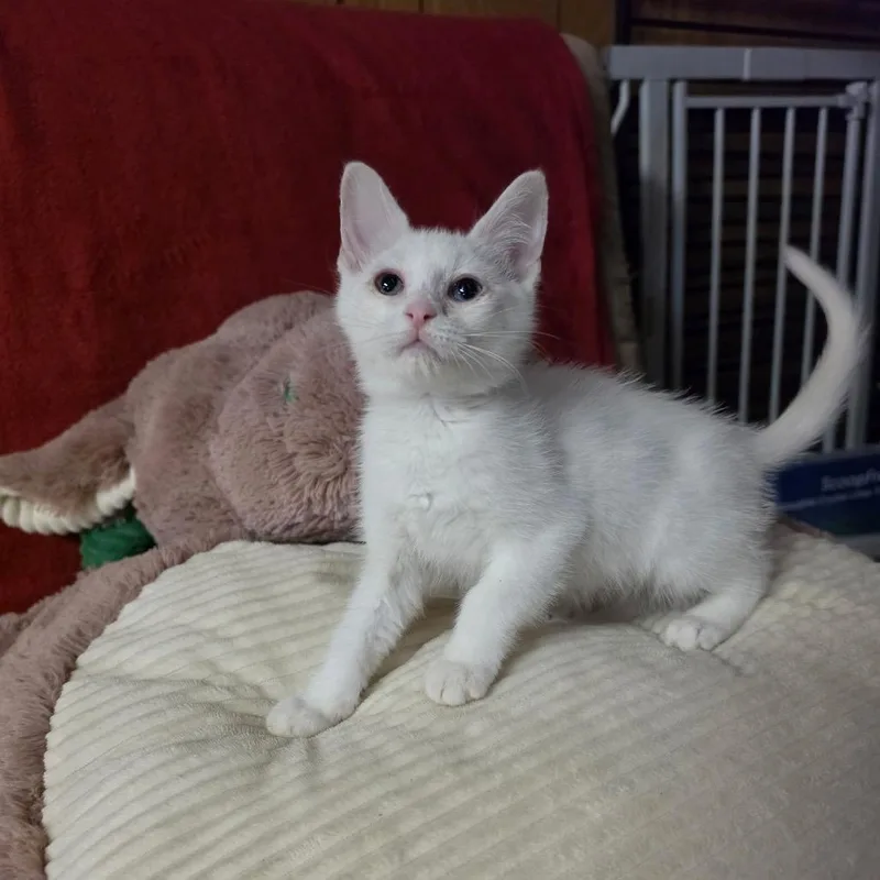 A baby medium-sized female White Domestic Short Hair cat named Marie for adoption in Graham, WA