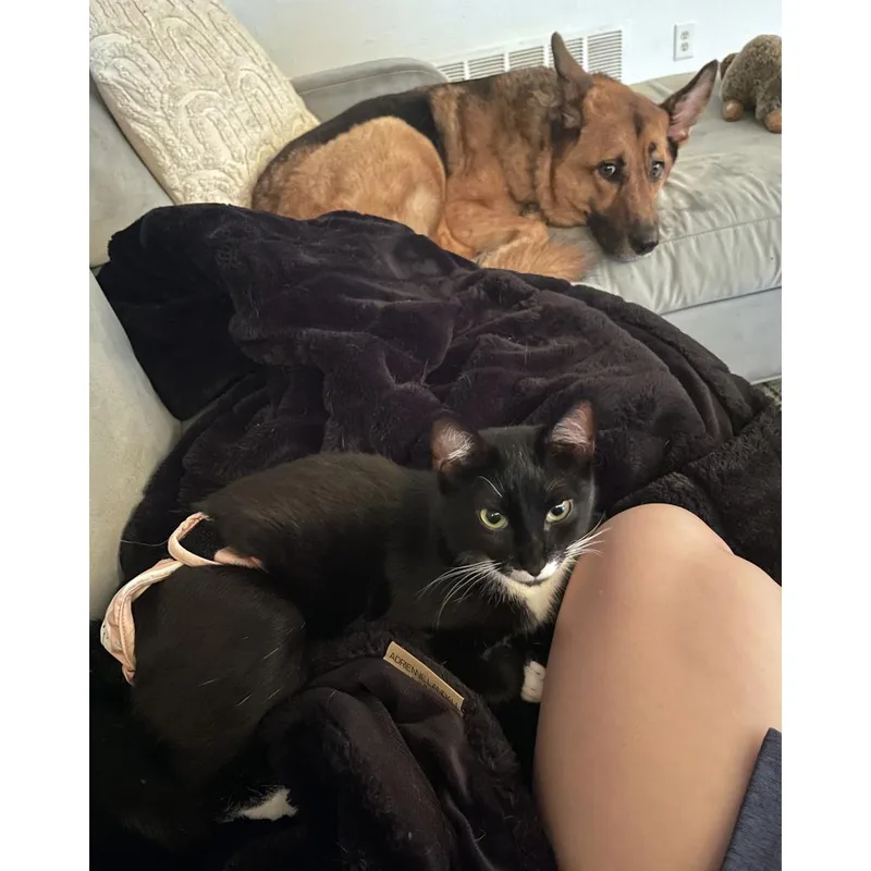 An adult large-sized female Domestic Short Hair cat named Lambinator for adoption in Austin, TX