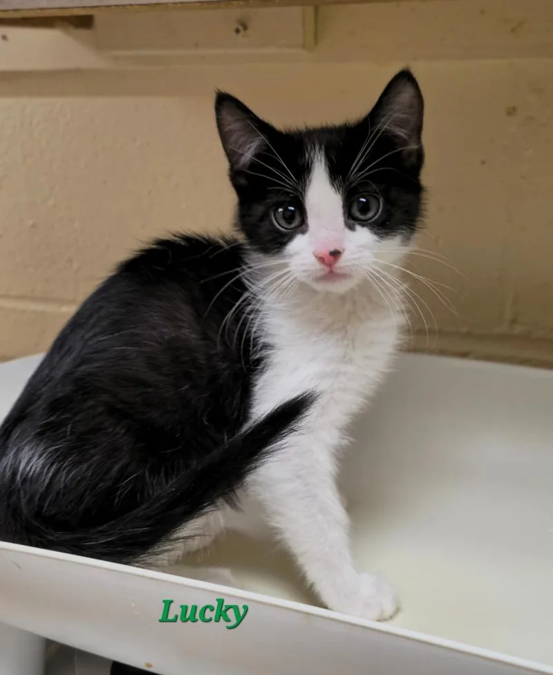 A baby medium-sized female Domestic Short Hair cat named Lucky for adoption in Cedar Rapids, IA