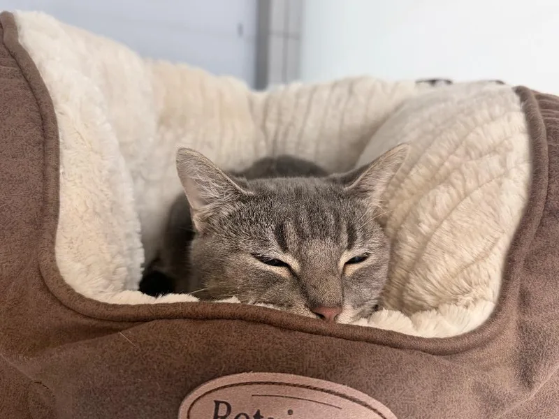 A young medium-sized male Domestic Short Hair cat named Arctovish for adoption in Raleigh, NC