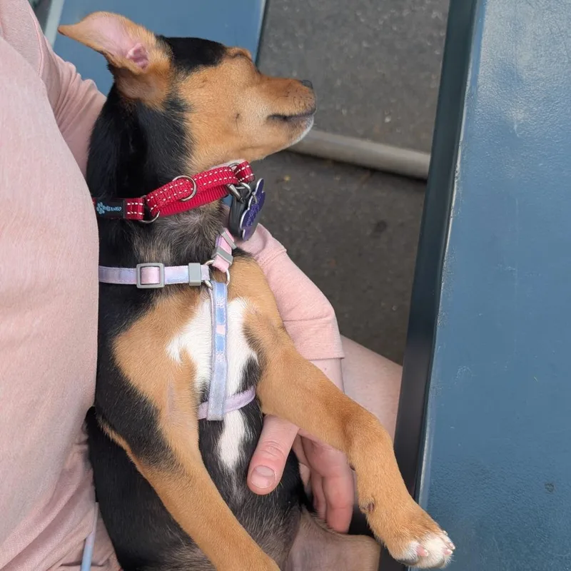 A baby small-sized male Black Mixed Breed dog named Pico for adoption in Hopkinton, MA