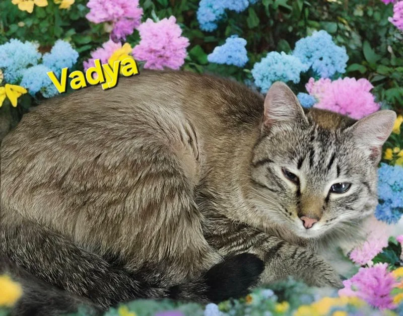 Vayda