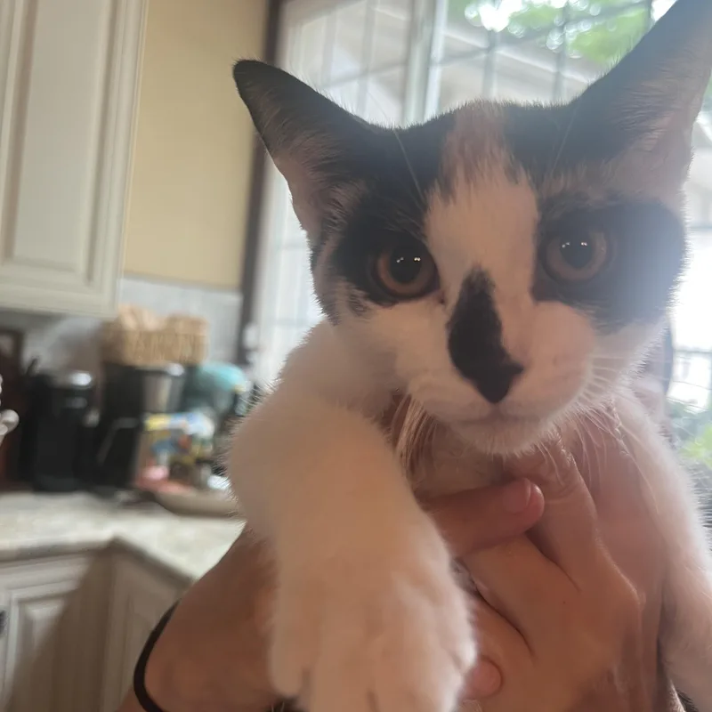 A baby small-sized female Domestic Short Hair cat named Milkshake for adoption in Dresher, PA