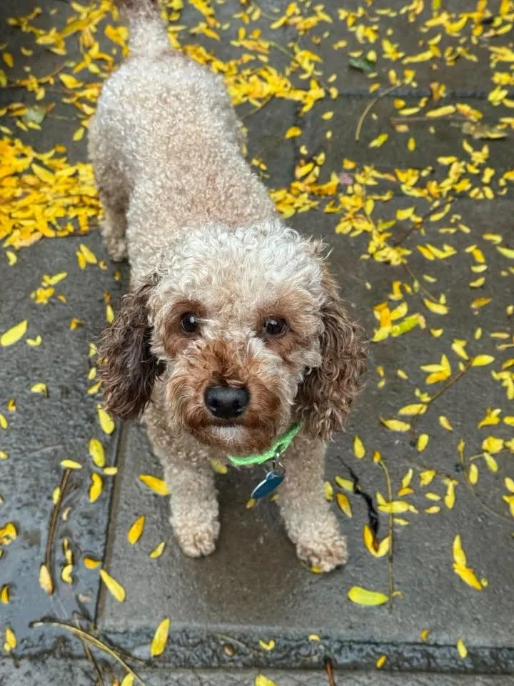 An adult small-sized male Standard Poodle dog named Kenny for adoption in Buffalo, NY