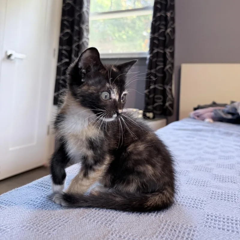 A baby small-sized female Tortoiseshell American Shorthair cat named Lucy Van Pelt for adoption in Brooklyn, NY