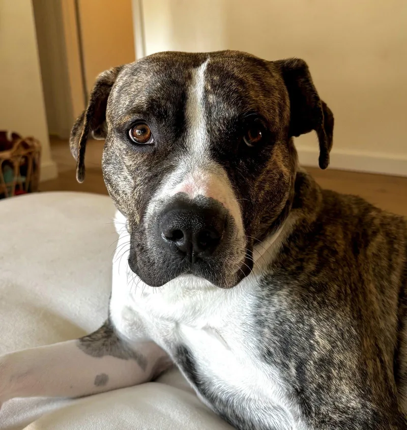 Bones thumbnail 3