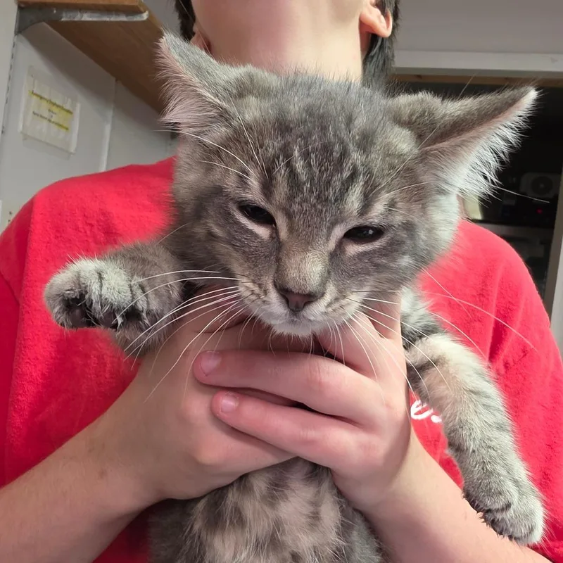 A baby small-sized male Brown / Chocolate Domestic Medium Hair cat named Tony for adoption in Leander, TX