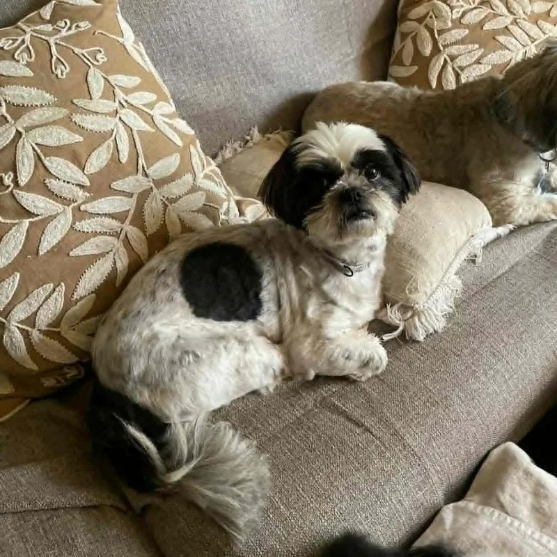 A young small-sized female White / Cream Shih Tzu dog named Lady Di AA for adoption in Austin, TX