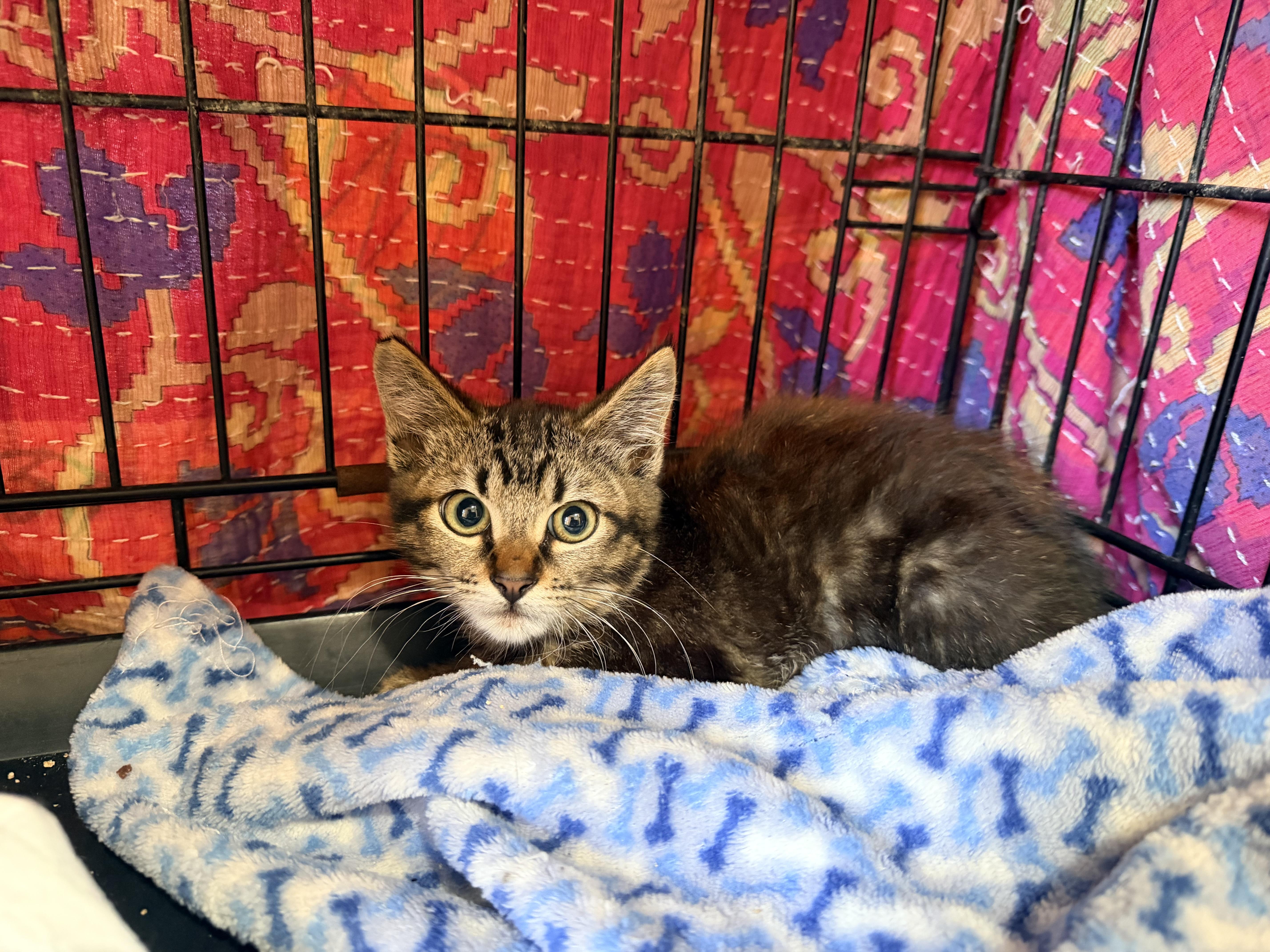 A baby medium-sized male Domestic Medium Hair cat named Parker for adoption in Inglewood, CA