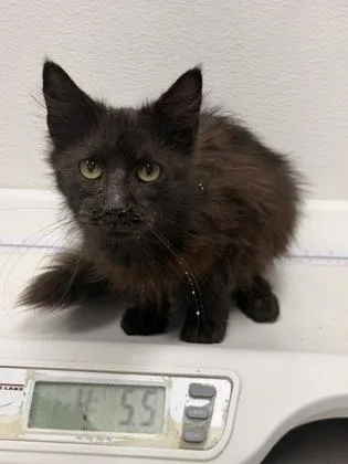An adult small-sized female Domestic Medium Hair cat named Cheeseball for adoption in West Chester, PA