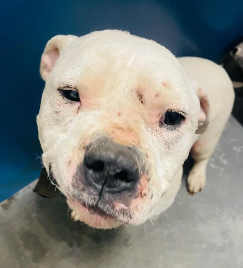 A young large-sized male Pit Bull Terrier dog named Jesse for adoption in Henderson, NC