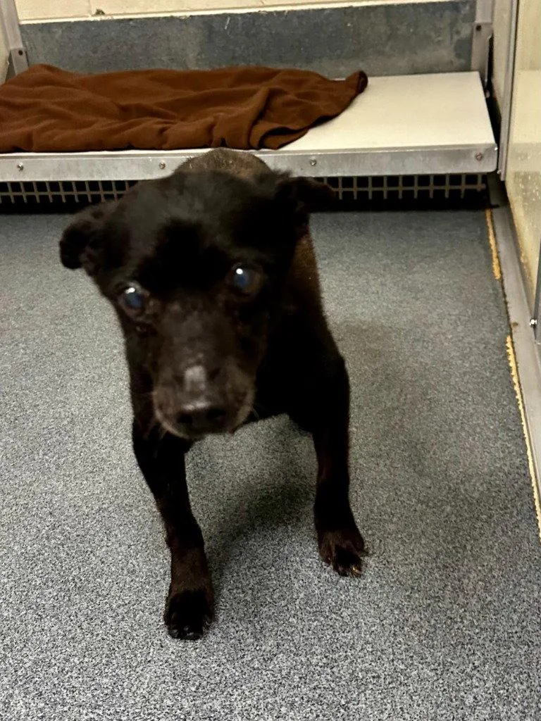 A senior small-sized female Chihuahua dog named DA Ethel for adoption in Glen Allen, VA
