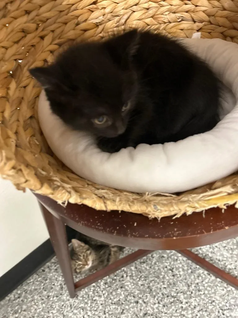 A baby large-sized female Domestic Short Hair cat named Eclipse for adoption in Bryan, OH