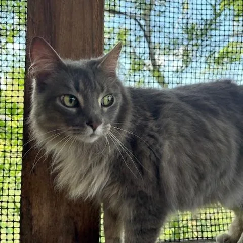 An adult medium-sized female Gray / Blue / Silver Nebelung cat named Chick for adoption in Porter, TX