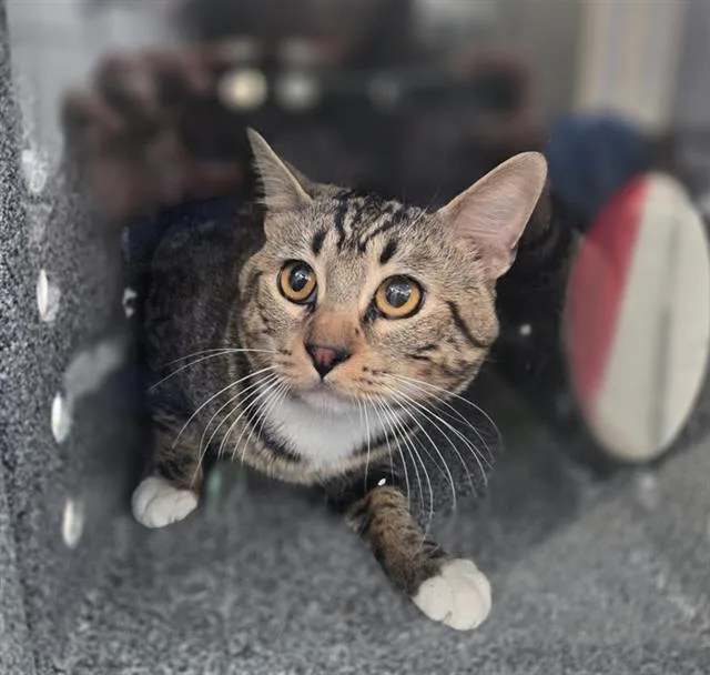 A young medium-sized male Domestic Short Hair cat named Monkey for adoption in Dallas, TX