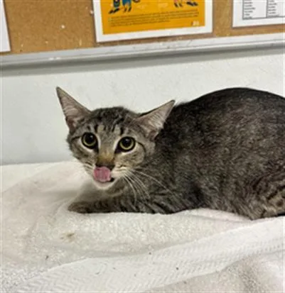 An adult small-sized female Domestic Short Hair cat named A for adoption in Camarillo, CA