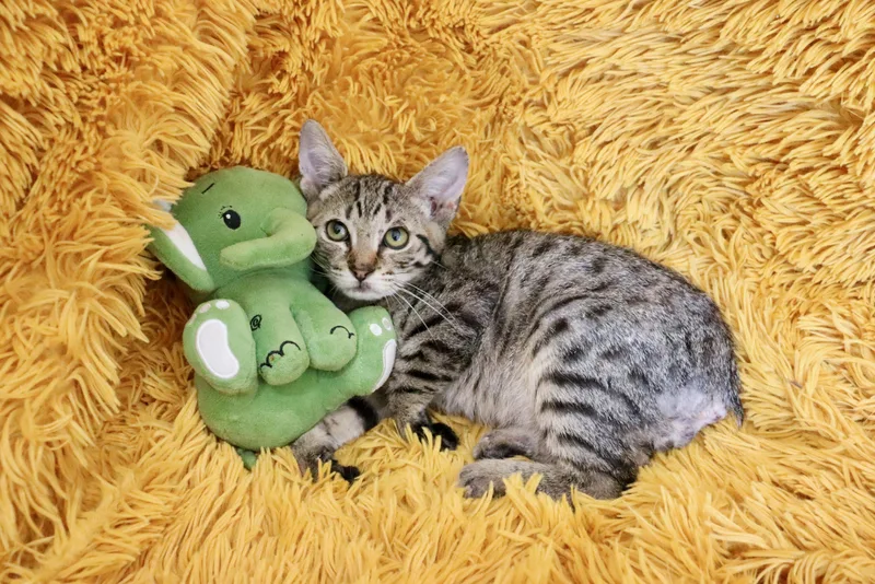 A baby medium-sized male Tabby (Buff / Tan / Fawn) Manx cat named Taylor for adoption in Saint Augustine, FL