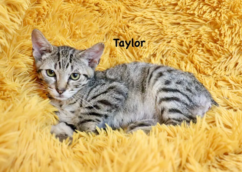 Taylor thumbnail 5