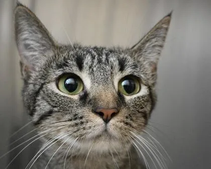 An adult small-sized female Domestic Short Hair cat named Maisie for adoption in West Seneca, NY