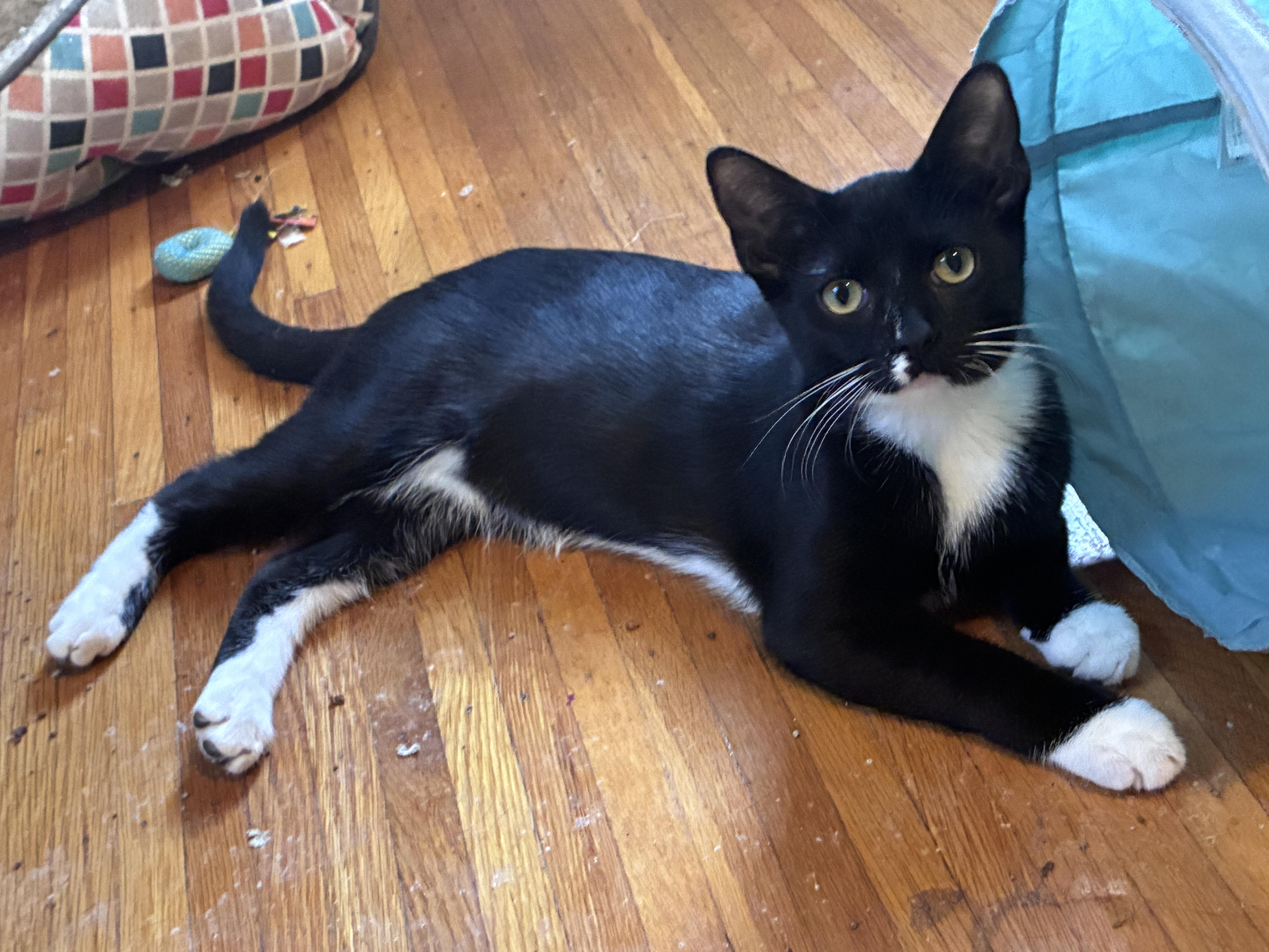 A young medium-sized male Black & White / Tuxedo Domestic Short Hair cat named Keefe for adoption in Penfield, NY