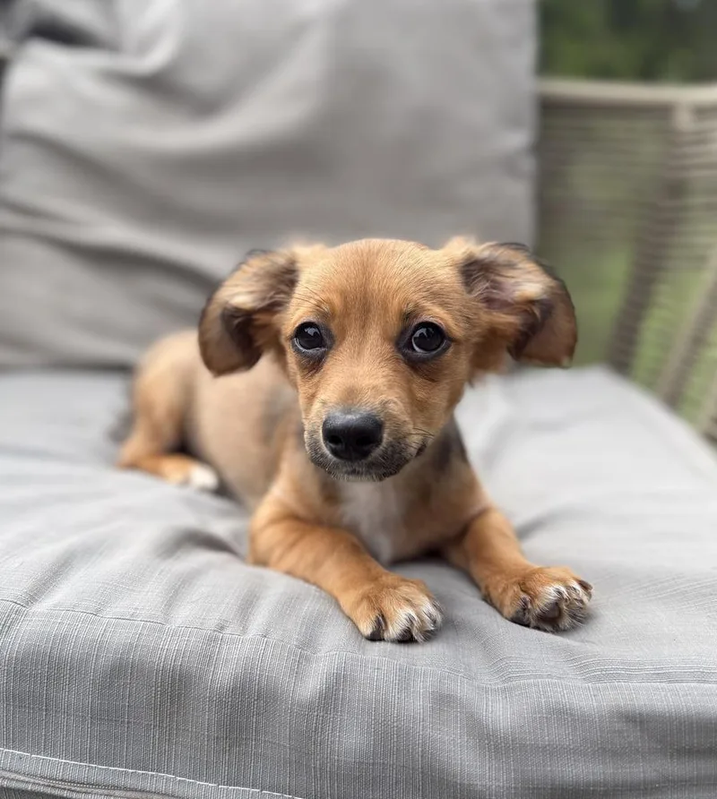 A baby small-sized male Brown / Chocolate Dachshund dog named Wes for adoption in Los Angeles, CA