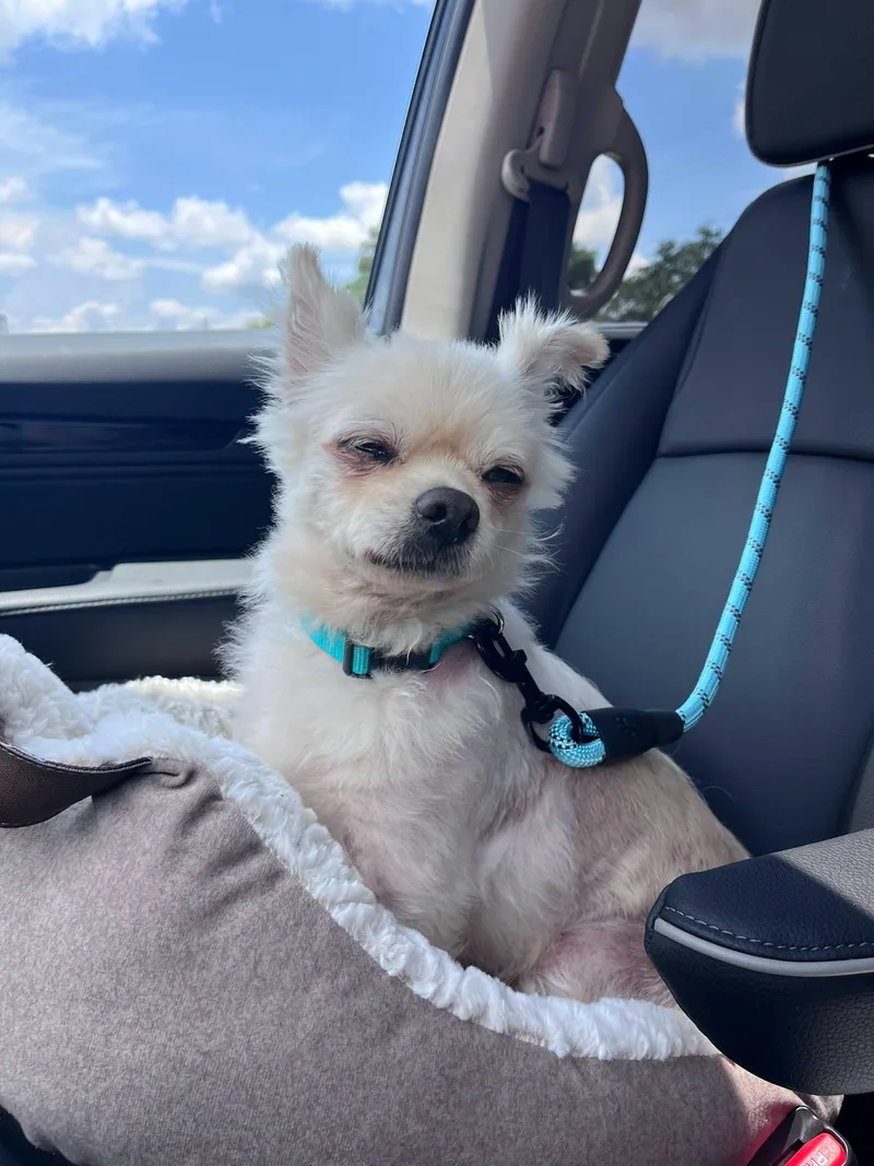 An adult small-sized male White / Cream Chihuahua dog named Charlie for adoption in church point, LA